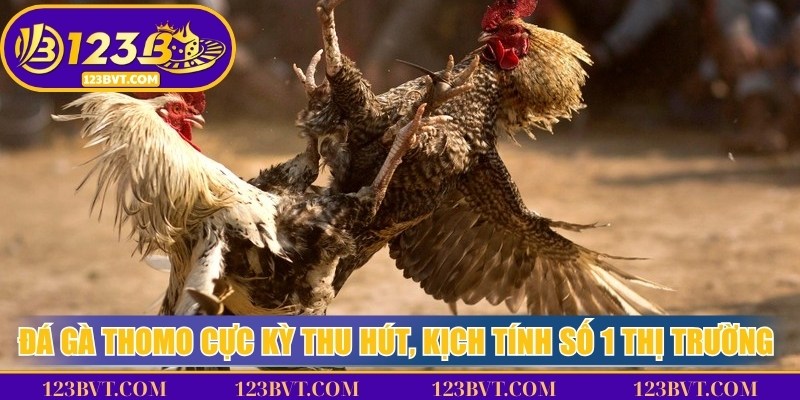 Trận đá gà Thomo phát sóng trực tiếp với không khí trường gà kịch tính và hình ảnh sắc nét