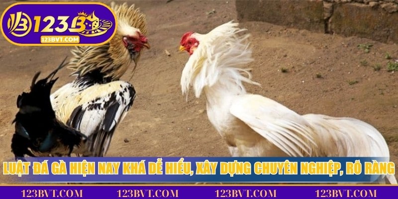 Tổng quan luật đá gà trực tiếp: quy định rõ ràng về thời gian thi đấu, phân hạng cân và cách phân định thắng thua